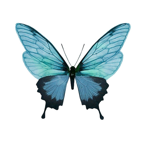 Adesivo decalcomania farfalla